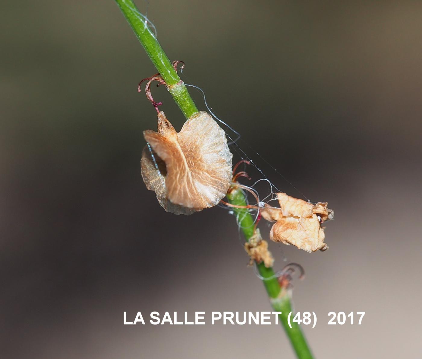 Sorrel, Common fruit